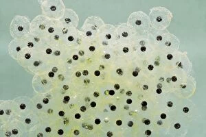 Images Dated 6th March 2007: Frogspawn – fresh - common frog – 0. 5 x at 35mm – green background Bedfordshire UK 003550