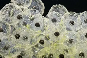 Spawn Prints: Frogspawn – fresh - common frog – 1 x at 35mm – black background Bedfordshire UK 003548