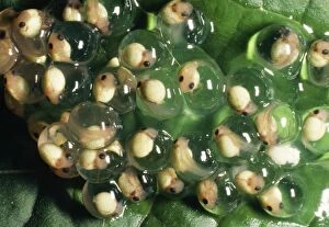 Images Dated 10th January 2005: Frogspawn Red-eyed Tree Frog Eggs, day 9. Panama
