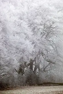 Hedge Prints: Frost on Beach Trees - winter - UK