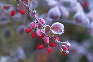 Frost on Berberis Barbarossa Frost on Berberis Barbarossa