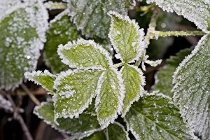 Frost on Bramble leaves