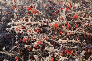 Images Dated 6th December 2010: Frost on Cotoneaster Berries - UK