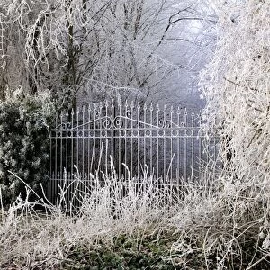 Images Dated 21st December 2007: Frost covered gates and trees