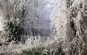 Frosted Prints: Frost covered gates and trees