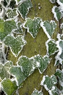 Images Dated 21st December 2007: Frost covered ivy leaves