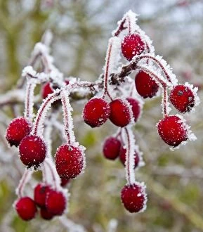 Frost covered Red Hawthorn berries