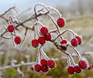 Hawthorn Prints: Frost covered Red Hawthorn berries - Oxon - December