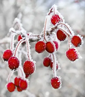 Christmas Prints: Frost covered Red Hawthorn berries - Oxon - December Digital Manipulation: snow to background