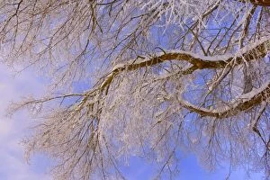 Frost covered tree branches against blue sky in winter
