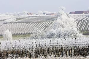Frost - covering crops and fields