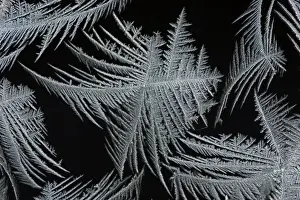 Puzzle Prints: Frost Crystal - On car windscreen Lower Saxony, Germany