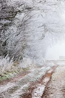 Trees Collection: Frost on a Hedge - winter - UK