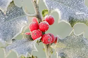Frost on Holly 003058