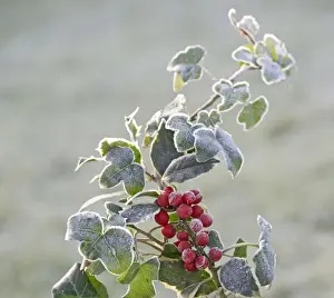 Frost - on Holly and Ivy 003063
