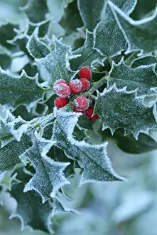 Frost on Holly leaves