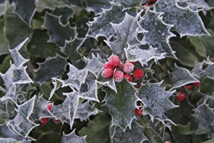 <b class=qtipBold><figcaption>Frost on Holly leaves</figcaption></b><br>JD-18142 Frost on Holly leaves Ilex aquifolium John Daniels Please note that prints are for personal display purposes only and may not be reproduced in any way.<br><em>© John Daniels / ardea.com</em> Frost on Holly leaves