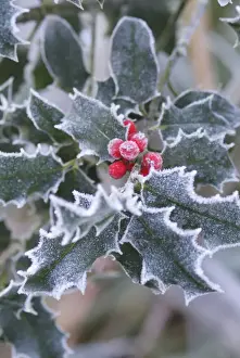 Frost on Holly leaves