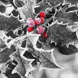 Images Dated 19th November 2005: Frost on Holly leaves Digital Manipulation: turned B&W