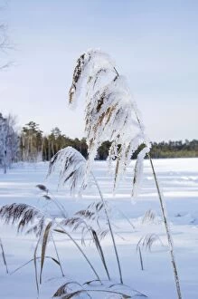 Images Dated 7th March 2010: Frost - ice crystals formed on dry reeds - early