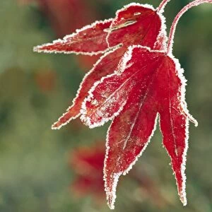 Frost on Maple Leaf