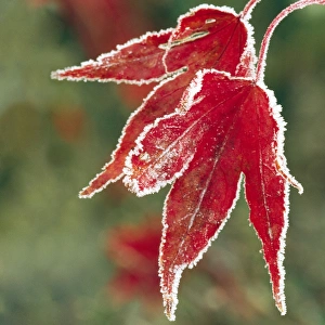 <b class=qtipBold><figcaption>Frost on Maple Leaf</figcaption></b><br>DAD-1577-c Frost on Maple Leaf acer osakazuki David C Dixon Please note that prints are for personal display purposes only and may not be reproduced in any way.<br><em>© David Dixon/ardea.com</em> Frost on Maple Leaf