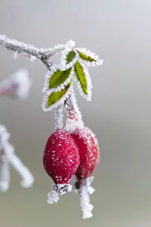 Crystals Prints: Frost on a rose hip - winter - UK