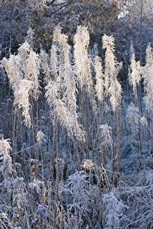 Frost on Rosebay Willowherb / Fireweed