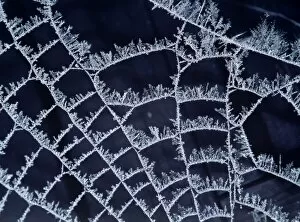 Spider Collection: Frost on Spider's web