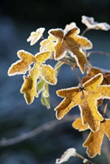 Frost on Sycamore leaves