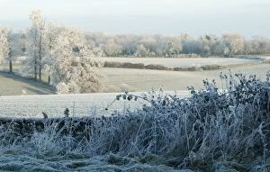 Images Dated 6th December 2010: Frost to the top of the trees