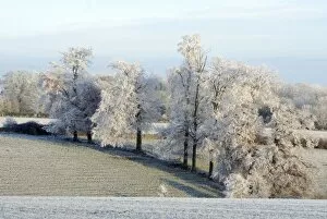 Images Dated 6th December 2010: Frost to the top of the trees - Gloucestershire - UK
