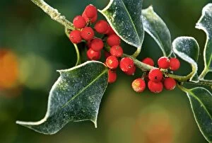 Frosted holly leaves and berries