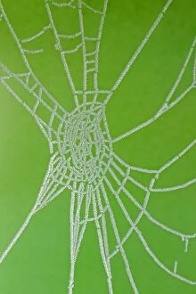 Frosted Spiders Web in Winter