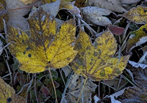 <b class=qtipBold><figcaption>Frosted sycamore leaves</figcaption></b><br>ROG-11777 Frosted sycamore leaves. Bob Gibbons Please note that prints are for personal display purposes only and may not be reproduced in any way.<br><em>© Bob Gibbons/ardea.com</em> Frosted sycamore leaves