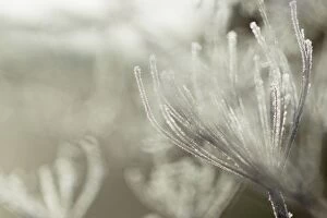 Frosted Umbellifera in Winter