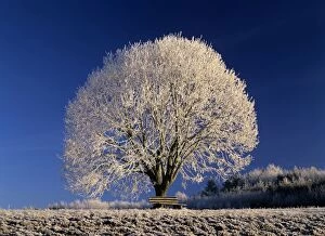 Frosty landscape, frost covered tree and bench