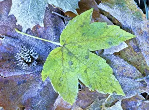 Plant Texture Prints: Frosty leaves autumn coloured maple leaf covered with frost Baden-Wuerttemberg, Germany