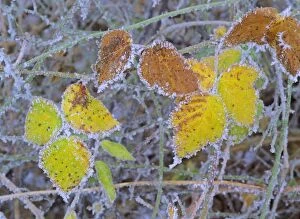 frosty leaves - colourful turned blackberry leaves in autumn