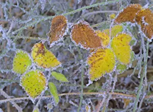 Bush Prints: frosty leaves colourful turned blackberry leaves in autumn Baden-Wuerttemberg, Germany