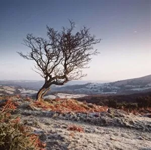 Moor Collection: Frosty scene - wind-shaped Hawthorn tree