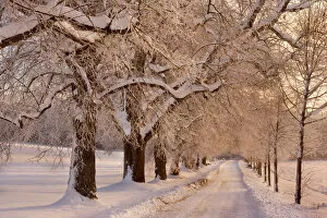 Road Collection: Frosty Winter Scene - deep snow covered winter landscape showing a plowed country road flanked by