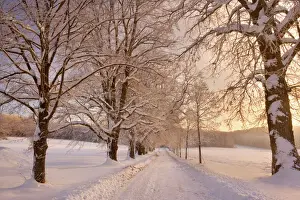 Road Prints: Frosty Winter Scene - deep snow covered winter landscape showing a plowed country road flanked by trees covered with