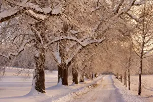 Road Prints: Frosty Winter Scene - deep snow covered winter landscape showing a plowed country road flanked by trees covered with