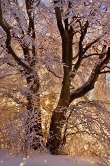 Branch Gallery: Frosty Winter Scene - snow-covered landscape with the sun shining through the branches of a thickly frost covered tree