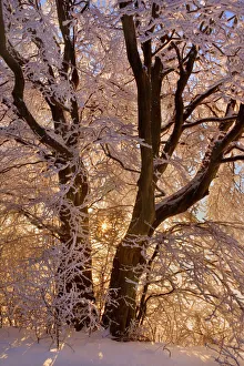 Images Dated 2011 January: 