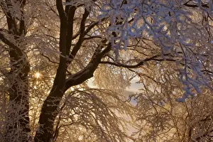 Frosty Winter Scene - snow-covered landscape with the sun shining through the branches of a thickly frost covered tree - Swabian Alb - Baden-Wuerttemberg - Germany
