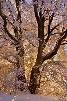 Atmospheric Prints: Frosty Winter Scene - snow-covered landscape with the sun shining through the branches of a thickly frost covered tree