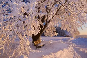 Frosty Winter Scene - snow-covered landscape with a thickly frost covered tree and bench at sunrise - Swabian Alb - Baden-Wuerttemberg - Germany