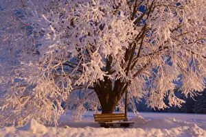 Frosted Prints: Frosty Winter Scene - snow-covered landscape with a thickly frost covered tree
